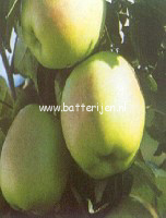 Malus domestica 'Bolero (BALLERINA) Malus domestica 'Bolero (BALLERINA)