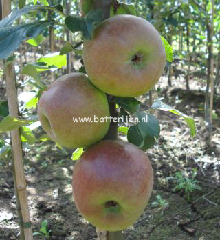 Malus domestica 'Brabant Bellefleur' (88305)