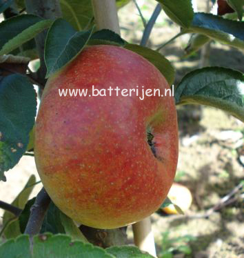 Malus domestica 'Court-Pendu Plat'