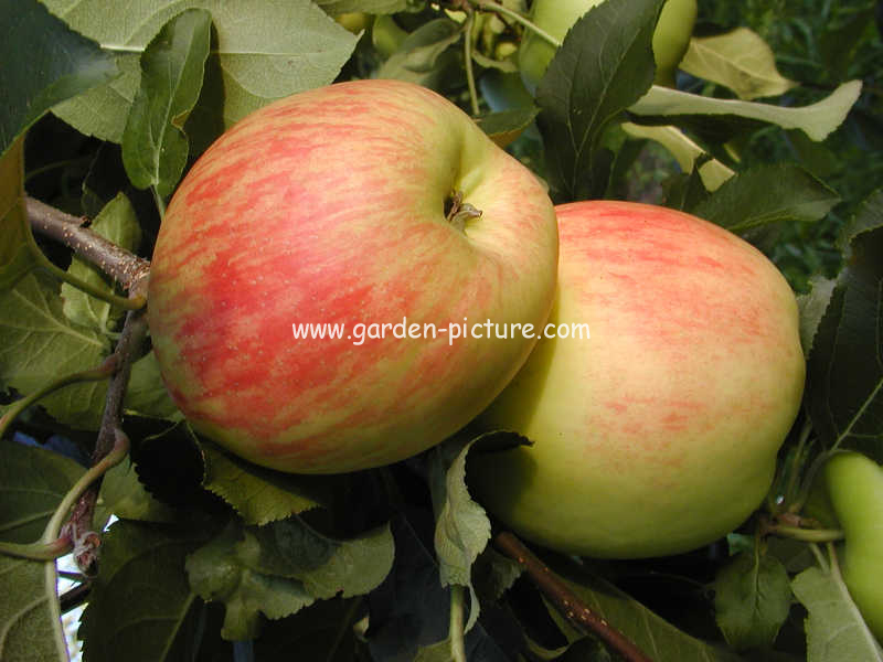 Malus domestica 'Delcorf' (DELBAND ESTIVALE)