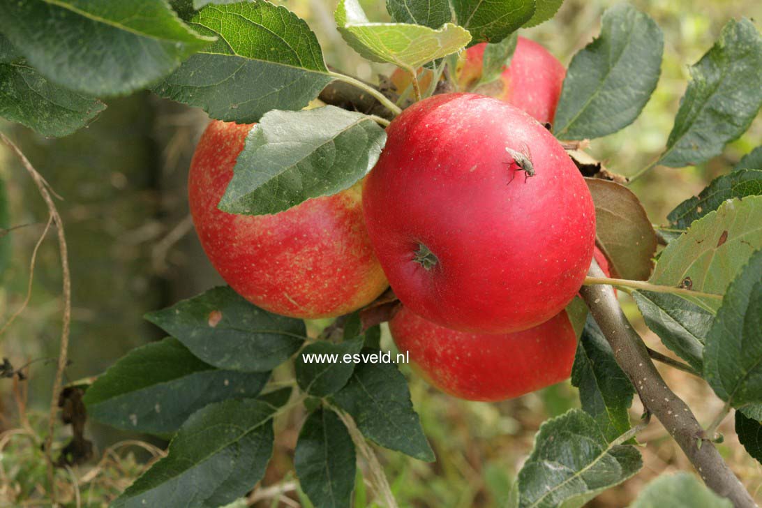 Malus domestica 'Discovery'