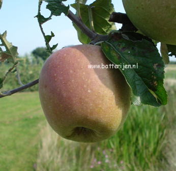 Malus domestica 'Dubbele Binderzoet'