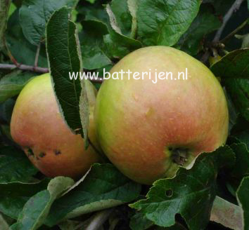 Malus domestica 'Dubbele Zoete Aagt'