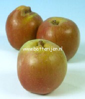 Malus domestica 'Eijsdener Klumpke'