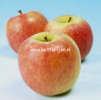 Malus domestica 'Elan'