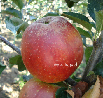 Malus domestica 'Elise'