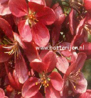 Malus domestica 'Flamenco' (BALLERINA) (88473)