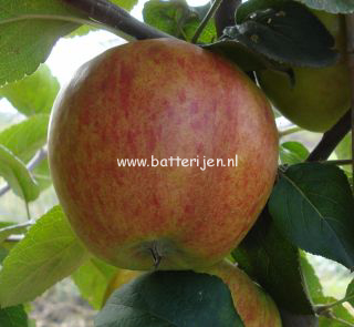 Malus domestica 'Geheimrat Dr. Oldenburg'