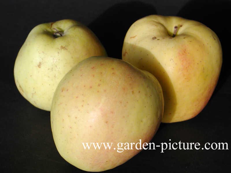 Malus domestica 'Glockenapfel'