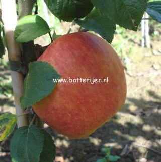 Malus domestica 'Glorie van Holland'