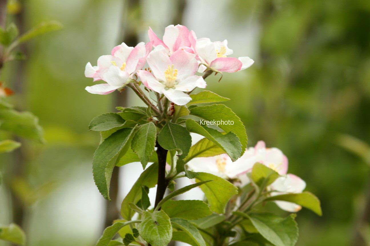 Malus domestica 'Golden Pearmain'