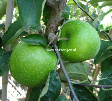 Malus domestica 'Granny Smith'