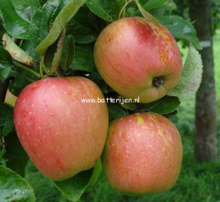 Malus domestica 'Groninger Kroon'