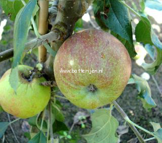 Malus domestica 'Gronsvelder Klumpke'