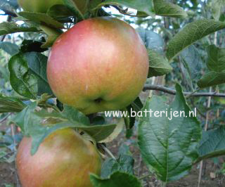 Malus domestica 'Idared'