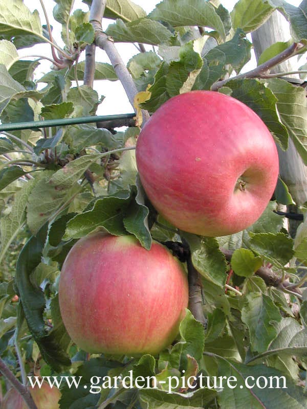 malus domestica book