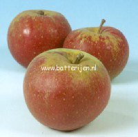 Malus domestica 'Karmijn de Sonnaville'