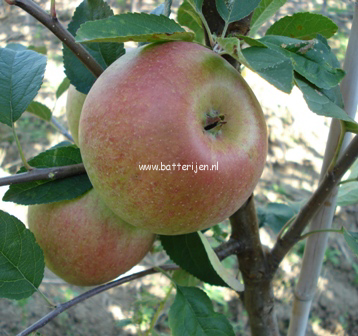 Malus domestica 'Laxton's Superb'