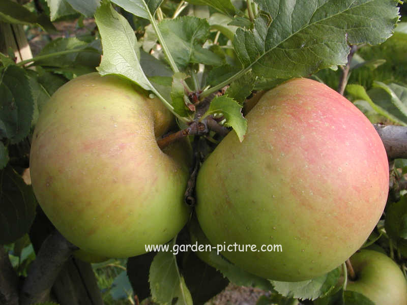 Malus domestica 'Lobo'