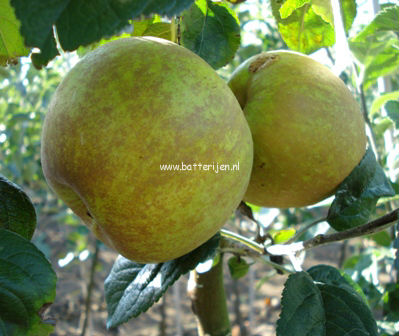 Malus domestica 'Lunterse Pippeling'