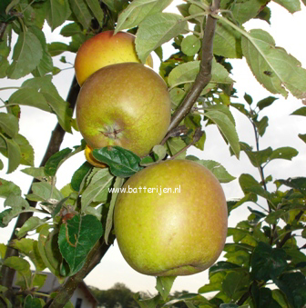 Malus domestica 'Notarisappel'