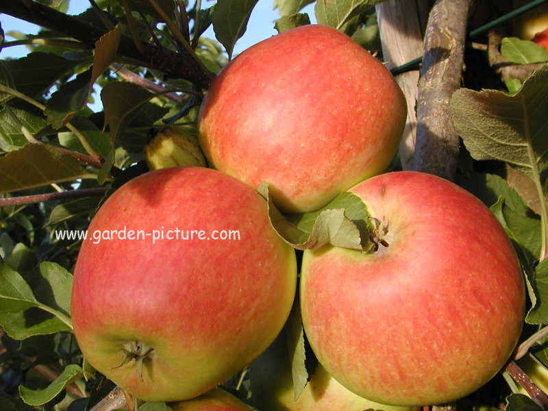 Malus domestica 'Odin' Malus domestica 'Odin'