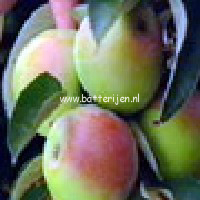 Malus domestica 'Polka' (BALLERINA)