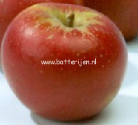 Malus domestica 'Queen Cox' Malus domestica 'Queen Cox'