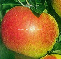 Malus domestica 'Roda Mantet' Malus domestica 'Roda Mantet'