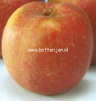 Malus domestica 'Rode Boskoop Schmitz'