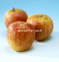 Malus domestica 'Rode Dijkmanszoet'