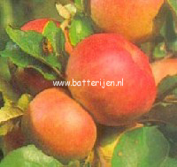 Malus domestica 'Roter Berlepsch'