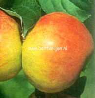 Malus domestica 'Roter Gravensteiner'