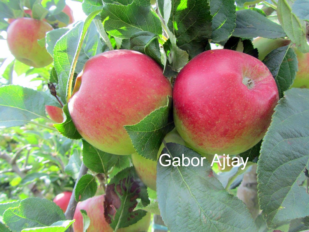 Malus domestica 'Santana'