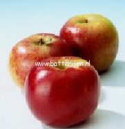 Malus domestica 'Schneica'