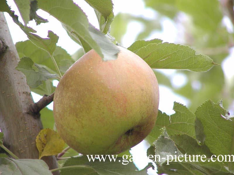 Malus domestica 'Schone van Boskoop'