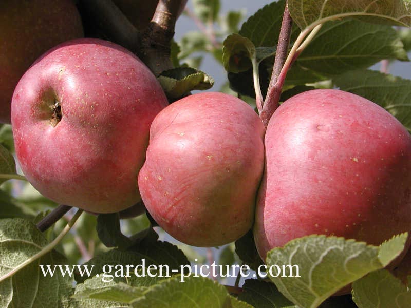 Malus domestica 'Spartan'