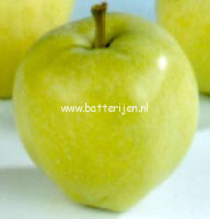Malus domestica 'Transparant Jaune'