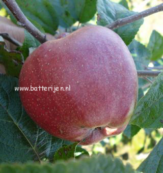Malus domestica 'Zoete Ermgaard' Malus domestica 'Zoete Ermgaard'
