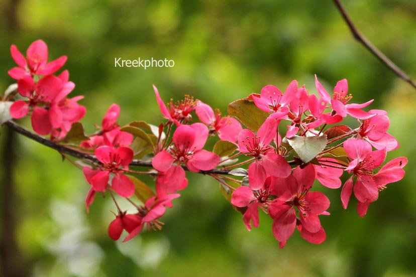 Malus toringo 'Scarlett'