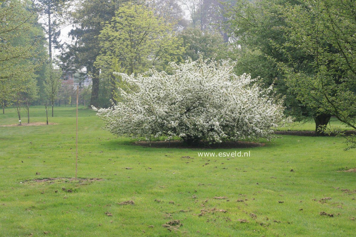 Malus toringo sargentii
