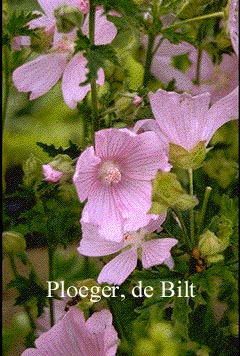 Malva alcea 'Fastigiata'