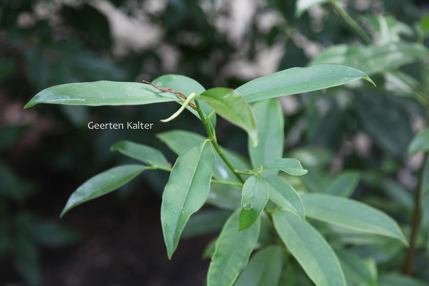 Manglietia insignis (82894)