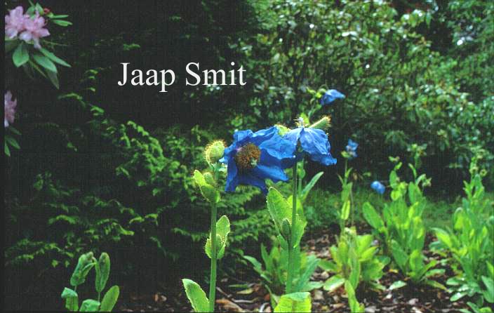 Meconopsis sheldonii