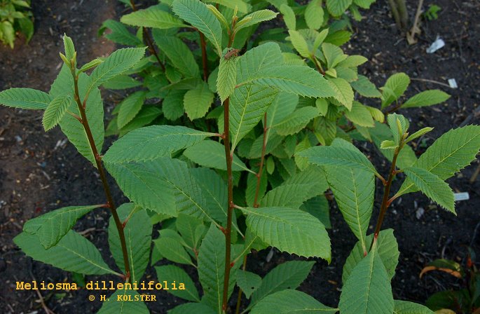 Meliosma dillenifolia