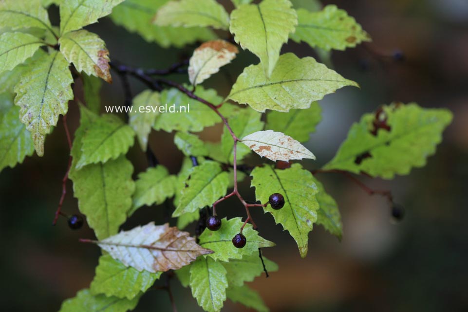 Meliosma dilleniifolia var. tenuis
