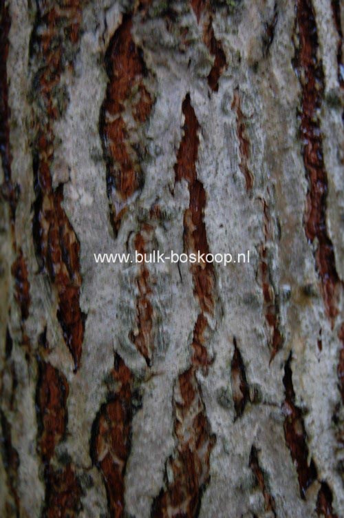 Meliosma veitchiorum