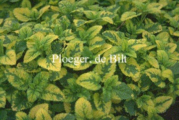 Melissa officinalis 'Aurea'