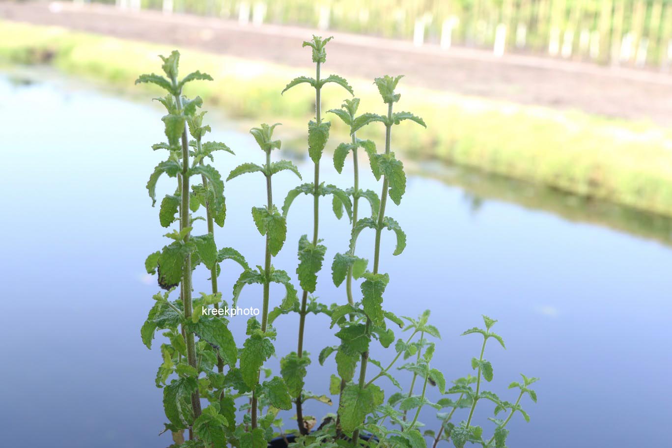 Mentha arvensis 'Strawberry'