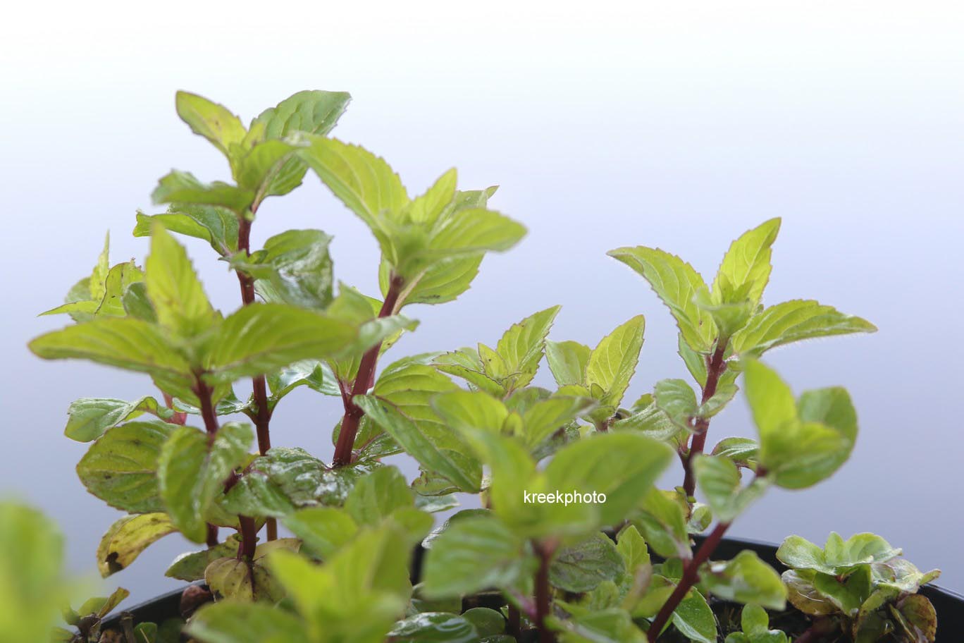 Mentha gracilis 'Ginger'